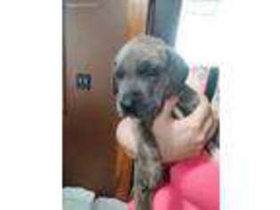 Great Dane Puppy for sale in Eau Claire, WI, USA