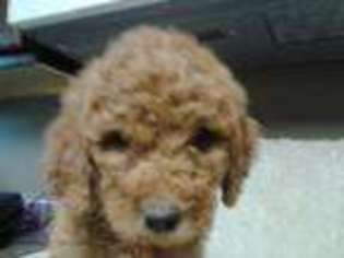 Goldendoodle Puppy for sale in Manson, IA, USA