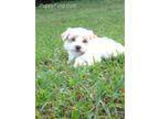 Yorkshire Terrier Puppy for sale in Malvern, AR, USA