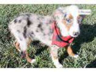 Miniature Australian Shepherd Puppy for sale in Fayetteville, AR, USA