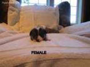 Pembroke Welsh Corgi Puppy for sale in Mount Vernon, WA, USA