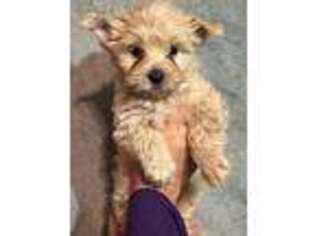 Yorkshire Terrier Puppy for sale in Victoria, TX, USA