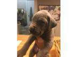 Great Dane Puppy for sale in Boonville, MO, USA