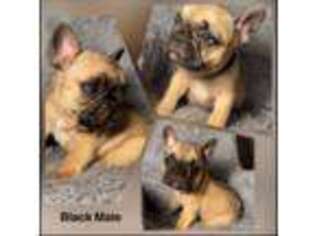 French Bulldog Puppy for sale in Eastland, TX, USA