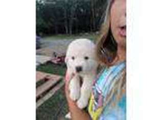 Great Pyrenees Puppy for sale in Falkville, AL, USA
