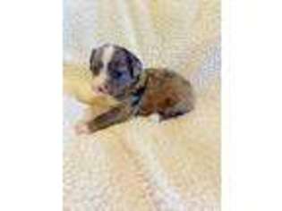 Medium Photo #1 Mutt Puppy For Sale in Duran, NM, USA