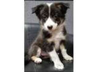 Border Collie Puppy for sale in Wesley Chapel, FL, USA