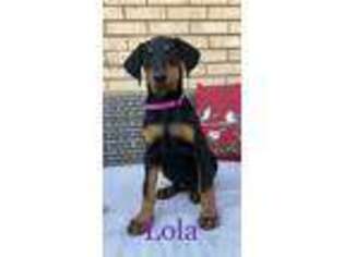Doberman Pinscher Puppy for sale in Westminster, CO, USA