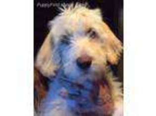 Labradoodle Puppy for sale in Hill City, SD, USA