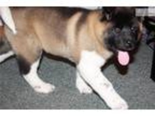 Akita Puppy for sale in Syracuse, NY, USA