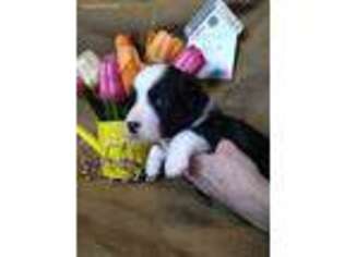 Cardigan Welsh Corgi Puppy for sale in Gully, MN, USA
