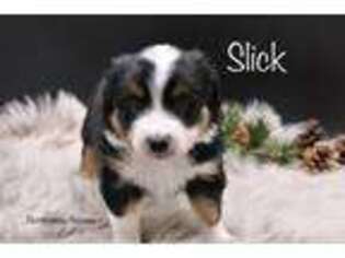 Miniature Australian Shepherd Puppy for sale in Lancaster, MN, USA