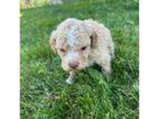 Lagotto Romagnolo Puppy for sale in Victor, ID, USA
