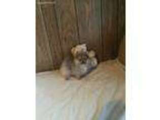 Pomeranian Puppy for sale in Martinsville, VA, USA
