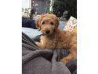 Goldendoodle Puppy for sale in Athens, GA, USA