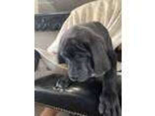 Neapolitan Mastiff Puppy for sale in Leander, TX, USA
