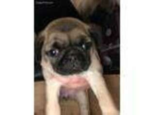 Pug Puppy for sale in Vacaville, CA, USA