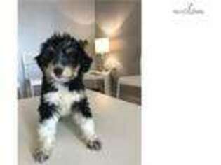 Bernese Mountain Dog Puppy for sale in Chicago, IL, USA