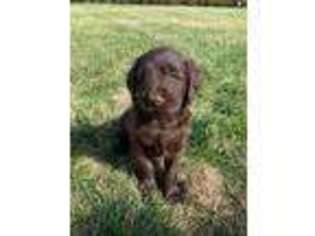 Labradoodle Puppy for sale in Harrison, SD, USA