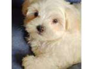 Maltese Puppy for sale in San Antonio, TX, USA