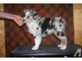 Mutt Puppy for sale in WELLINGTON, NV, USA