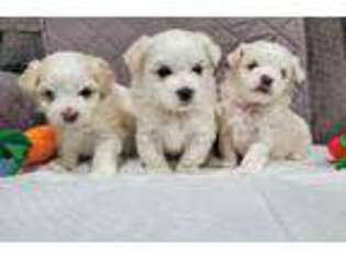 Maltese Puppy for sale in Covina, CA, USA