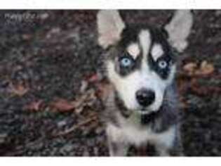 Siberian Husky Puppy for sale in Fort Lee, NJ, USA