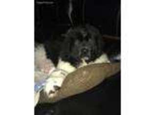 Newfoundland Puppy for sale in Galion, OH, USA
