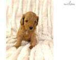 Cavapoo Puppy for sale in Charlotte, NC, USA