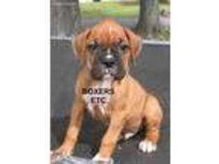 Boxer Puppy for sale in Nicholls, GA, USA