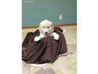 Goldendoodle Puppy for sale in Coleman, WI, USA