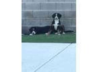 Bernese Mountain Dog Puppy for sale in Henderson, NV, USA