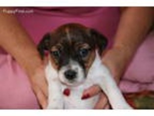 Jack Russell Terrier Puppy for sale in Bound Brook, NJ, USA