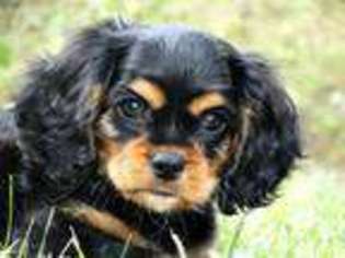 English Toy Spaniel Puppy for sale in Bowling Green, KY, USA