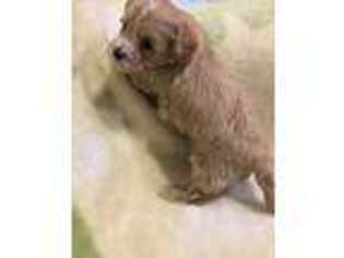 Mutt Puppy for sale in Ambler, PA, USA