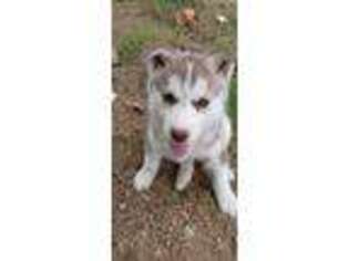 Siberian Husky Puppy for sale in Fountain, CO, USA