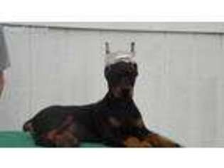 Doberman Pinscher Puppy for sale in Grand Rivers, KY, USA