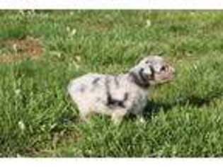 Miniature Australian Shepherd Puppy for sale in Moneta, VA, USA