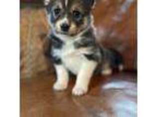 Mutt Puppy for sale in Rexburg, ID, USA
