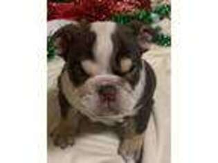 Briard Puppy for sale in Claremore, OK, USA