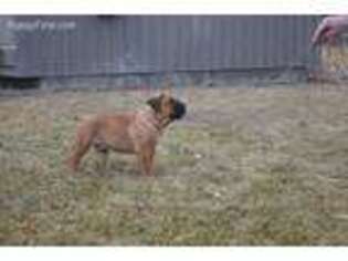 Boerboel Puppy for sale in Blackfoot, ID, USA