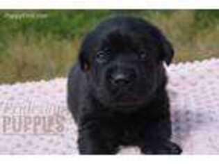 Labrador Retriever Puppy for sale in San Francisco, CA, USA