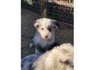Australian Shepherd Puppy for sale in Temecula, CA, USA