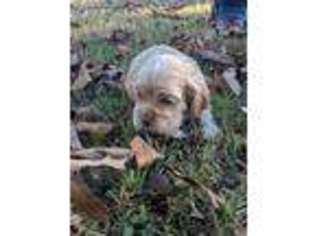 Cocker Spaniel Puppy for sale in Easley, SC, USA