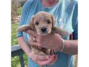 Cavachon Puppy for sale in Maryville, TN, USA