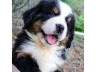 Bernese Mountain Dog Puppy for sale in Etna Green, IN, USA