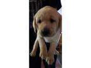 Labrador Retriever Puppy for sale in Kersey, CO, USA