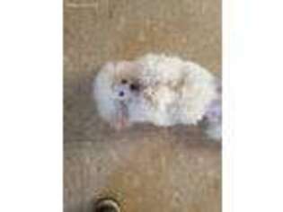 Mutt Puppy for sale in Delphos, KS, USA