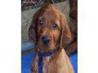 Irish Setter Puppy for sale in Vancleave, MS, USA
