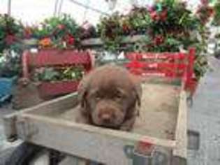 Labrador Retriever Puppy for sale in New Enterprise, PA, USA